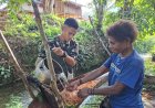 Hangatnya Kehidupan di Papua: Tradisi Olah Sagu Warga Keerom Jadi Simbol Damai dan Kebersamaan